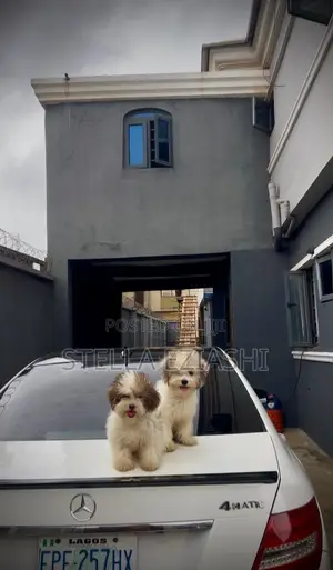 3-6 months Male Purebred Lhasa Apso