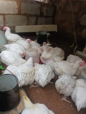Poultry Farm