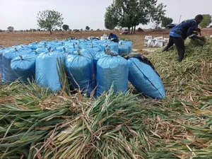 Silage Services