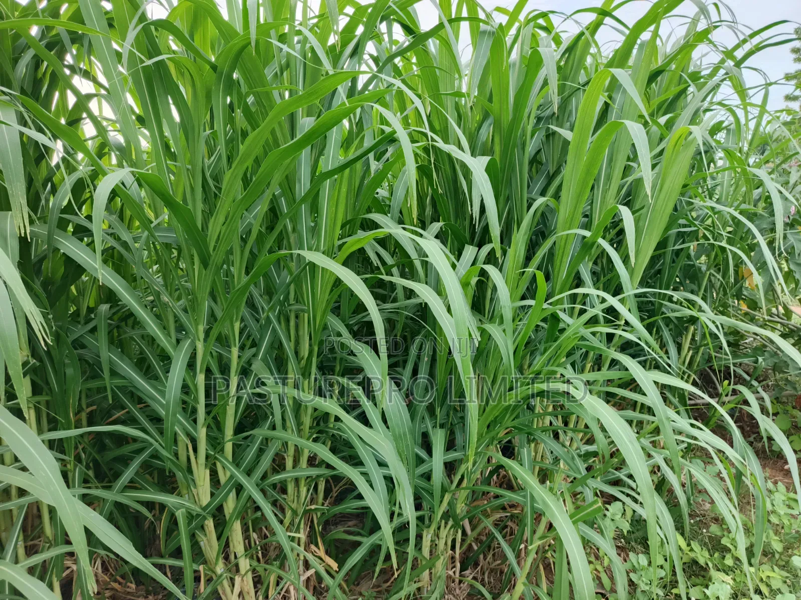 Juncao Grass
