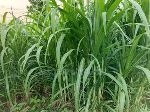 Juncao Grass