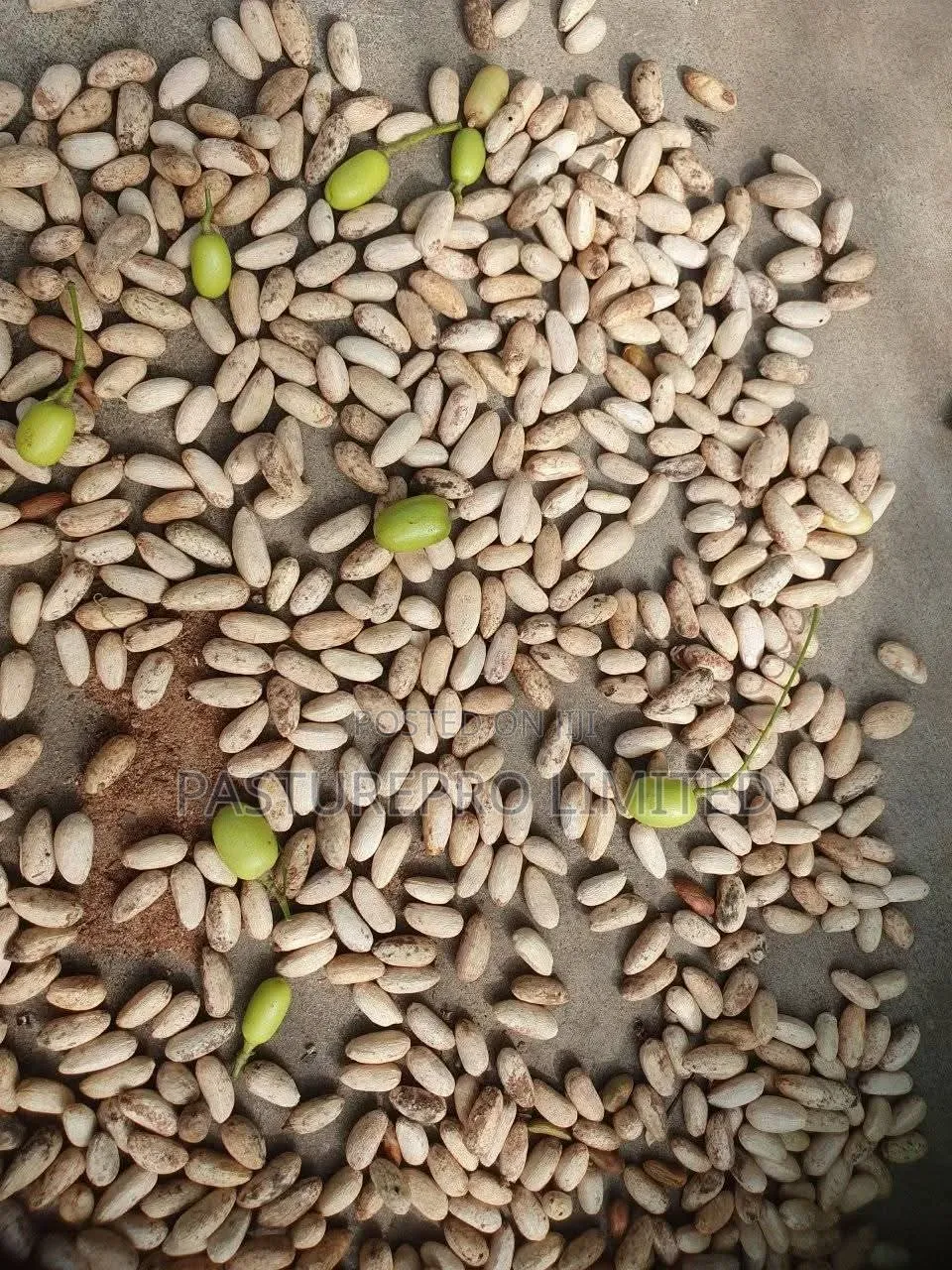 Neem Seeds