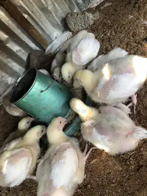 2 Weeks Broiler Chick