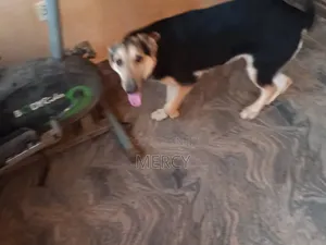 6-12 months Female Purebred German Shepherd