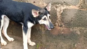 6-12 months Female Purebred German Shepherd