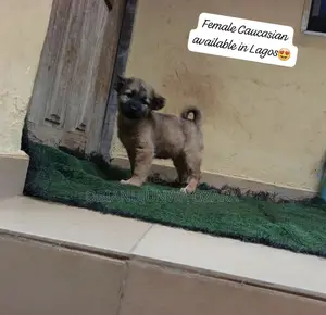 1-3 months Female Purebred Caucasian Shepherd