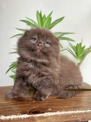 1-3 months Male Purebred British Shorthair