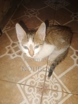 1-3 months Male Purebred British Shorthair