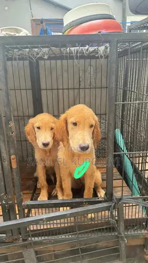 3-6 months Female Purebred Golden Retriever