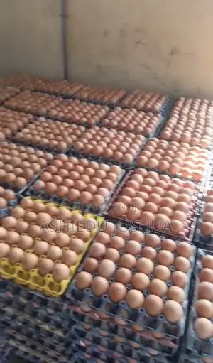 Big Eggs Direct From Farm