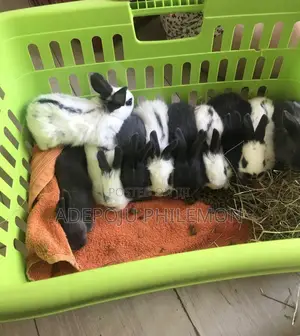 Quality Pet Rabbits Now Available