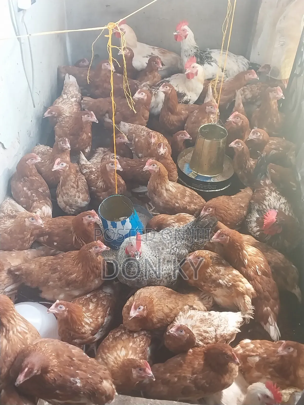 Point of Lay Pullets