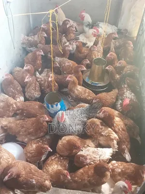 Point of Lay Pullets