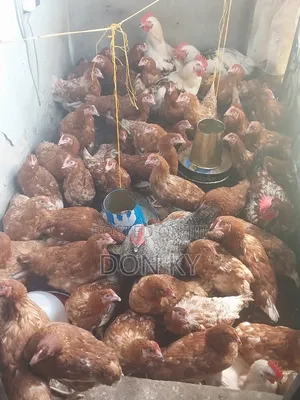 Point of Lay Pullets