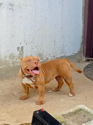 6-12 months Female Purebred American Bully