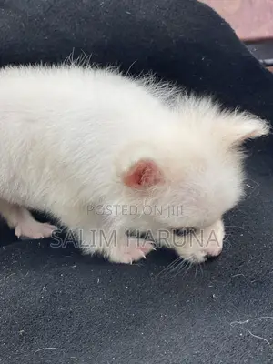 1-3 months Male Purebred American Eskimo