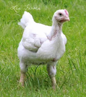 Healthy Broiler Chick