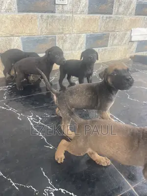 1-3 months Female Purebred Boerboel