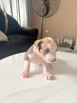 0-1 month Male Purebred American Pit Bull Terrier