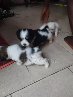 0-1 month Male Purebred Lhasa Apso