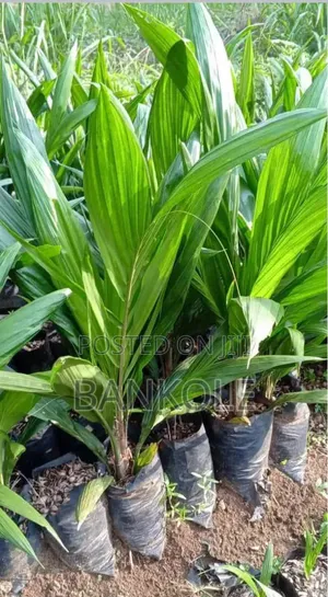 Tenera Oil Palm Seedlings