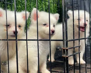 1-3 months Male Purebred American Eskimo
