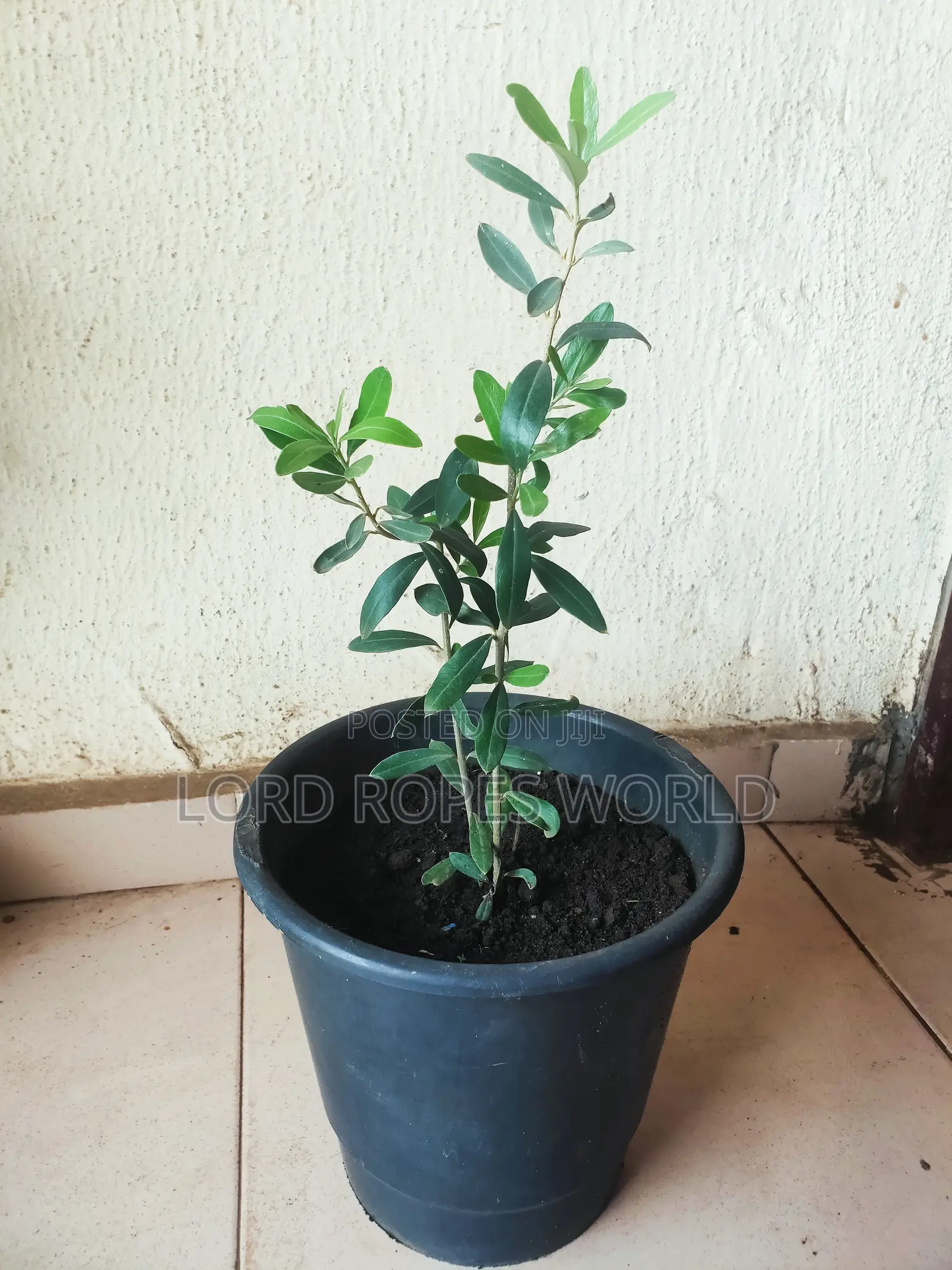 European Olive Tree