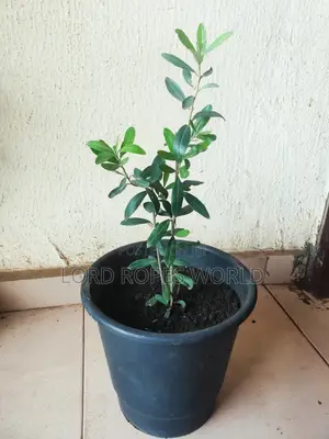 European Olive Tree