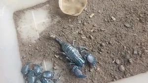 Captive -Bred (Pandinus Imperator)