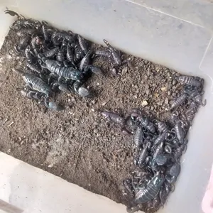 Captive -Bred (Pandinus Imperator)