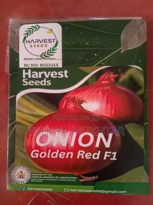Onion, Golden Red F1