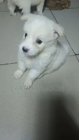 1-3 months Female Purebred American Eskimo