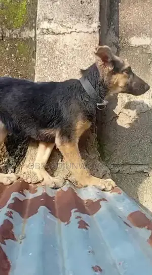 3-6 months Female Purebred German Shepherd