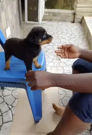 1-3 months Female Purebred Rottweiler