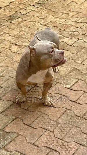 1+ year Female Purebred American Bully