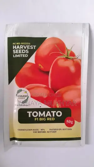Tomato, Big Red F1