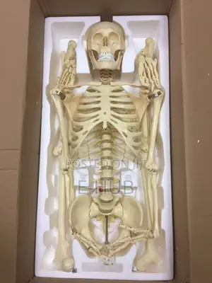 Human Skeleton 180cm Adult