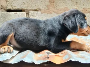 1-3 months Female Purebred Rottweiler