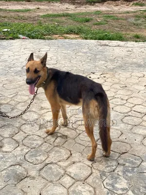 1+ year Female Purebred German Shepherd