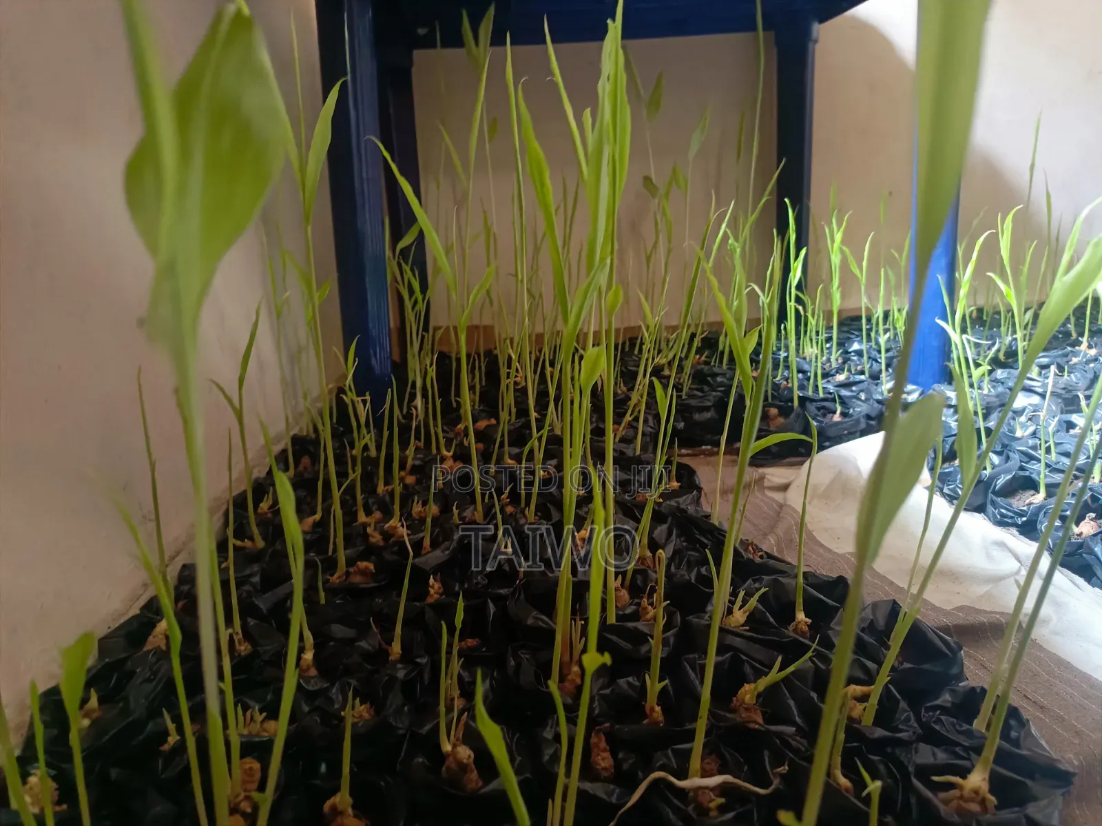 Ginger Nursery (Fully Grown)