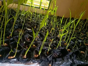 Ginger Nursery (Fully Grown)
