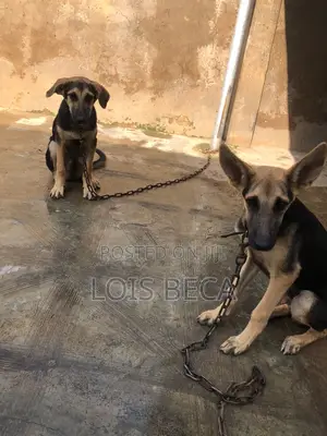 3-6 months Male Purebred German Shepherd