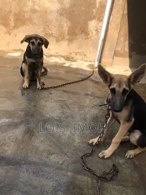 3-6 months Male Purebred German Shepherd