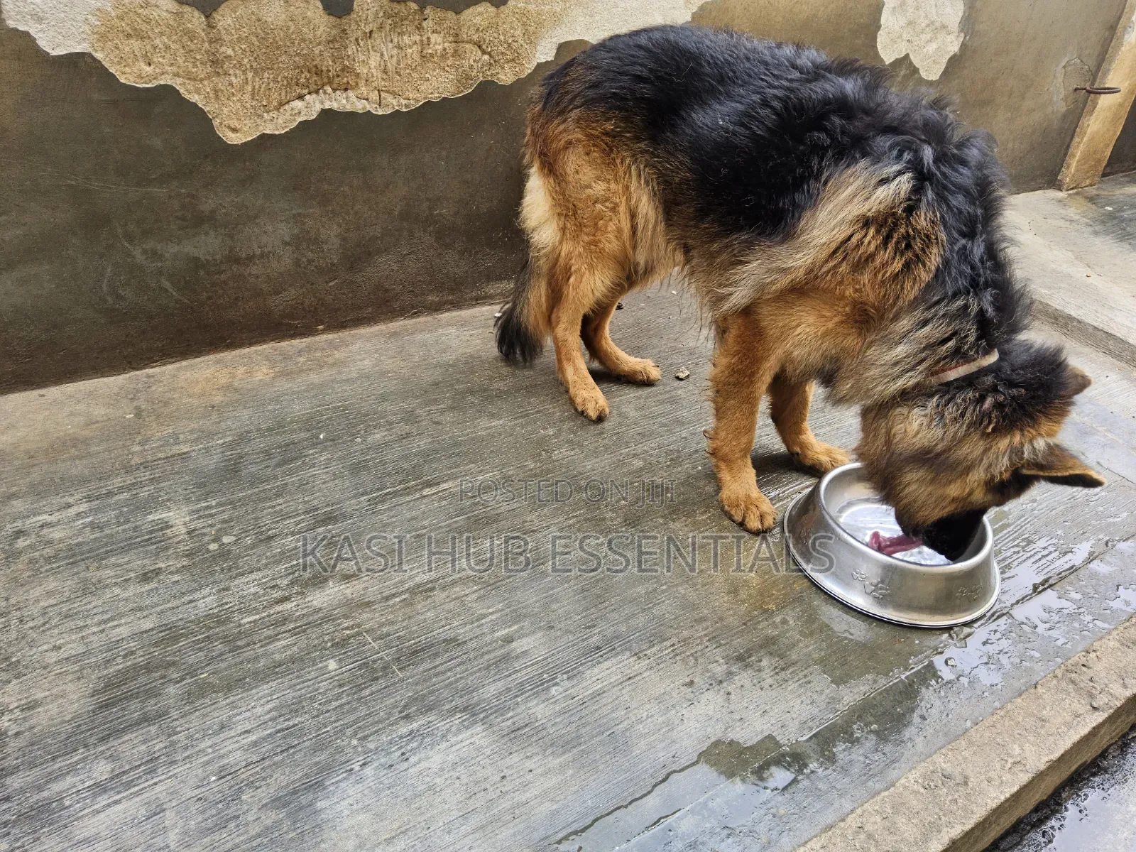3-6 months Female Purebred German Shepherd