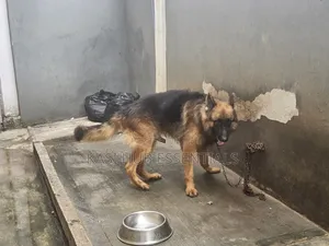 3-6 months Female Purebred German Shepherd