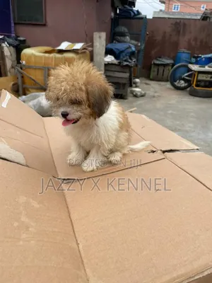 1-3 months Female Purebred Lhasa Apso