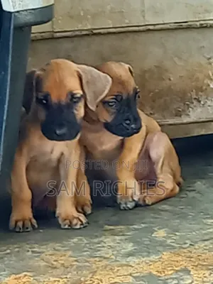 1-3 months Female Purebred Boerboel