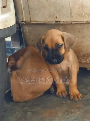 1-3 months Female Purebred Boerboel