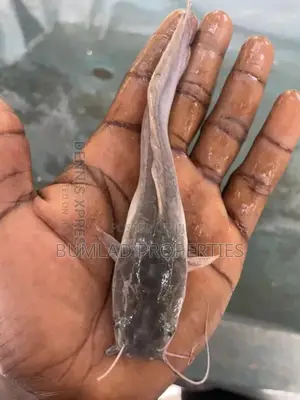 Catfish Fingerlings , Post Fingerlings And Juvenile For Sale