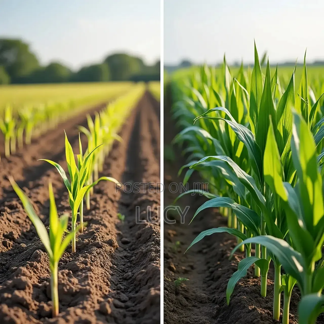 Fertilizers